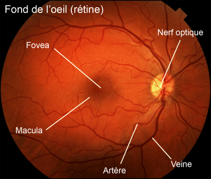 retine