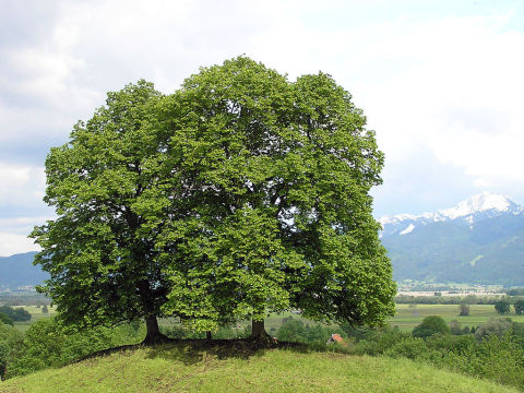 Tilia cordata