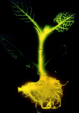 Bioluminescence induite par génie génétique sur un plant de tabac (OGM).