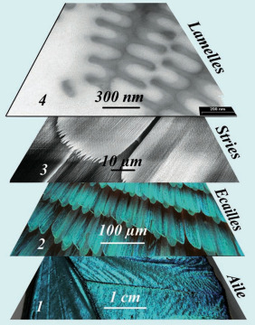 Illustration tirée du livre "Photonique des Morphos", de Serge Berthier (http://www.springer.com/physics/book/978-2-287-09407-1)