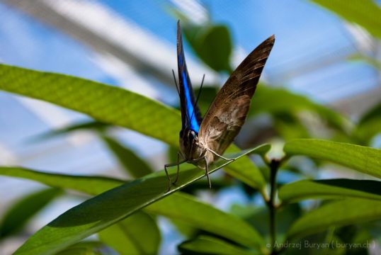 Morpho dont on distingue l'intérieur et l'extérieur des ailes. Photo Andrzej Buryan (http://aburyan.com/germany/insel-mainau/morpho-menelaus/).