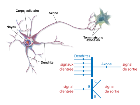 Comparaison entre le fonctionnement d'un neurone et clui d'un transistor. Crédit BruceBlaus, via Wikimedia Commons, et Daniel Hennequin