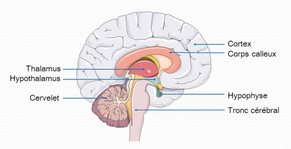 Schéma du cerveau.