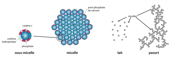 La structure du yaourt : de gauche à droite, les sous-micelles, les micelles, et l'organisation des micelles dans le lait et le yaourt. D'après http://biochim-agro.univ-lille1.fr/proteines/co/Module_Proteines_13.html et Williams12357, via Wikimedia Commons